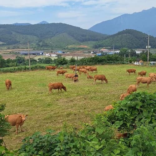 1kg 단위 풀로만목장 소고기(풀로만 키우는 야생 소고기의 영양을 담은 국내 유일 2