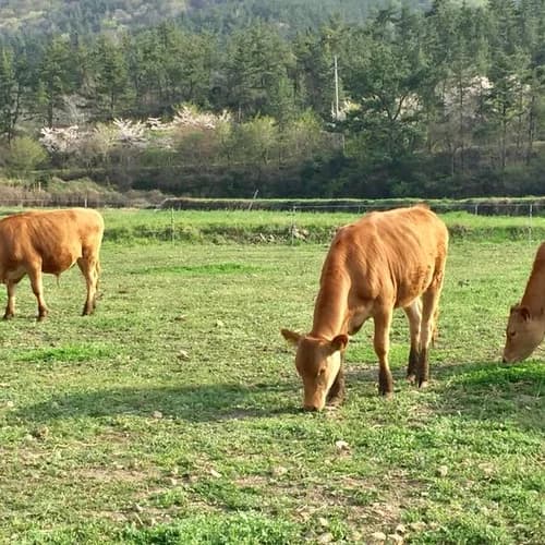 1kg 단위 풀로만목장 소고기(풀로만 키우는 야생 소고기의 영양을 담은 국내 유일 1