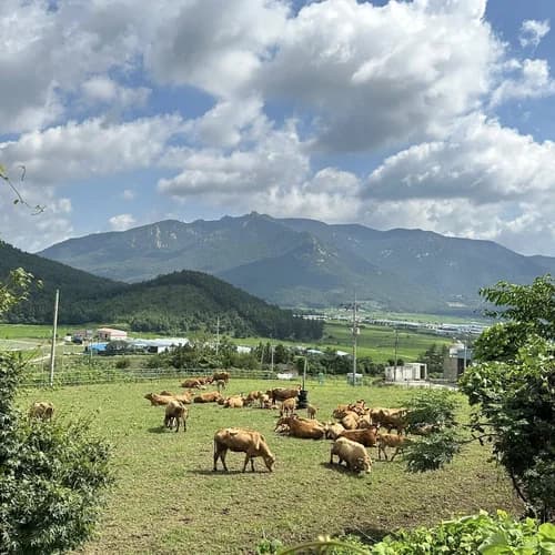 1kg 단위 풀로만목장 소고기(풀로만 키우는 야생 소고기의 영양을 담은 국내 유일 3