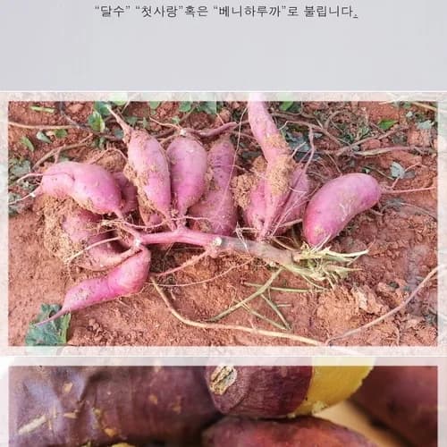고구마(유기농으로 20만평 고구마농사짓는 선배님의 진심이 담긴 진짜 맛있는) 4