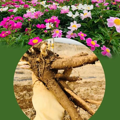 18가지 원물 그대로, 무설탕 옛날쌍화차 10봉+고명1봉 8